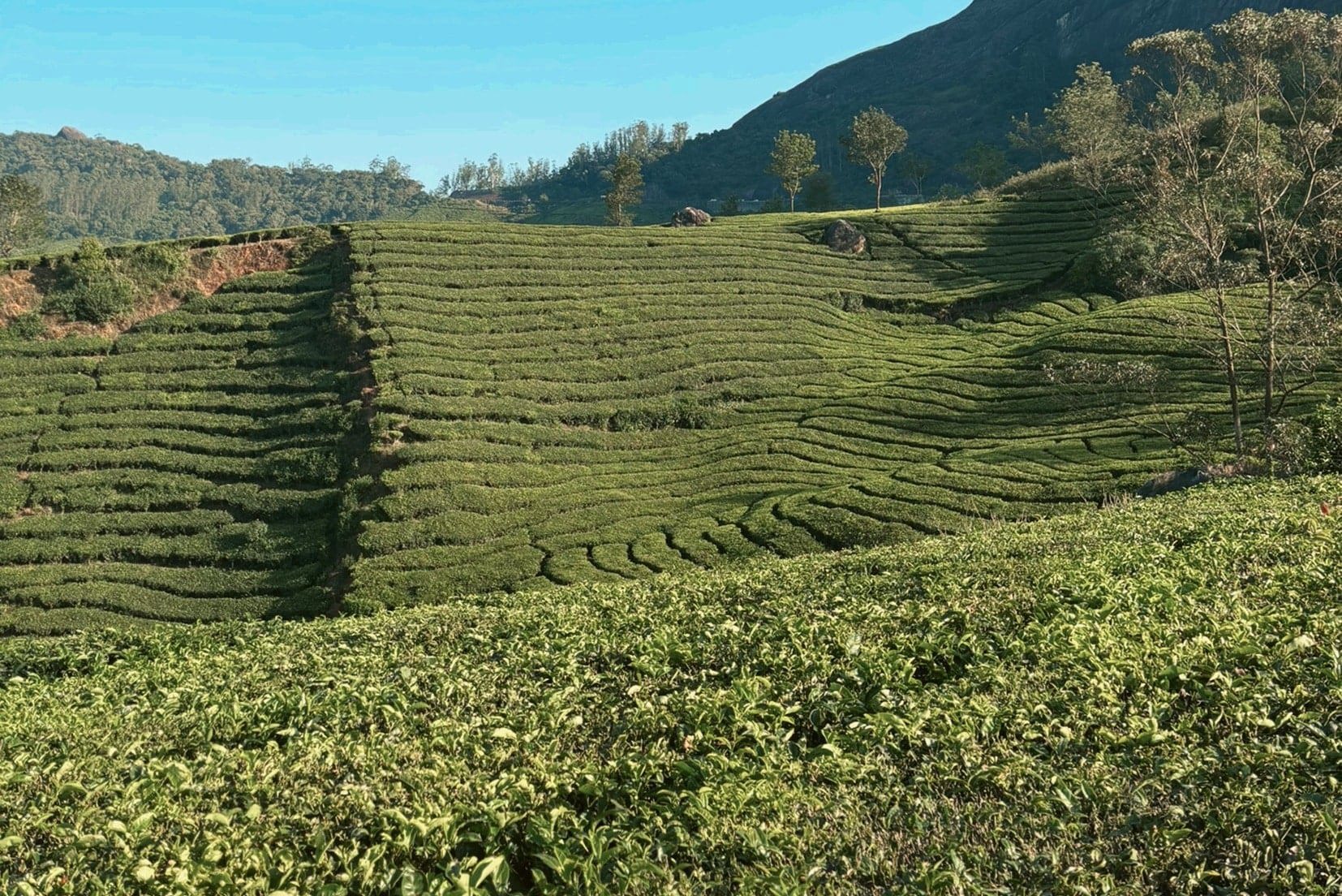 Visit a Tea Factory for a Tour and Tasting