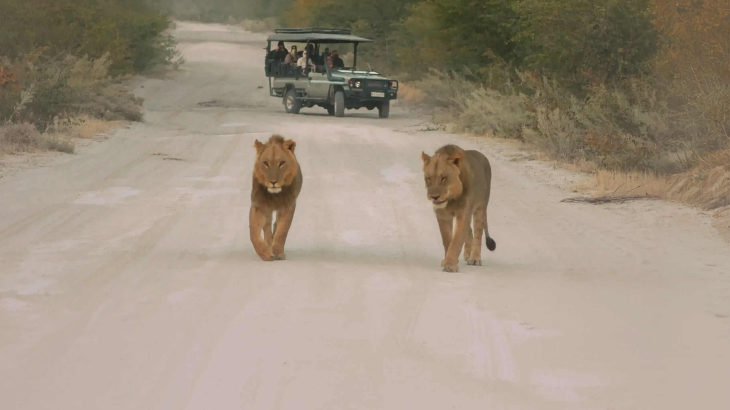 Two lions walking along a safari track as a group watch from an open safari vehicle - Contiki Southern Africa Safari Tour