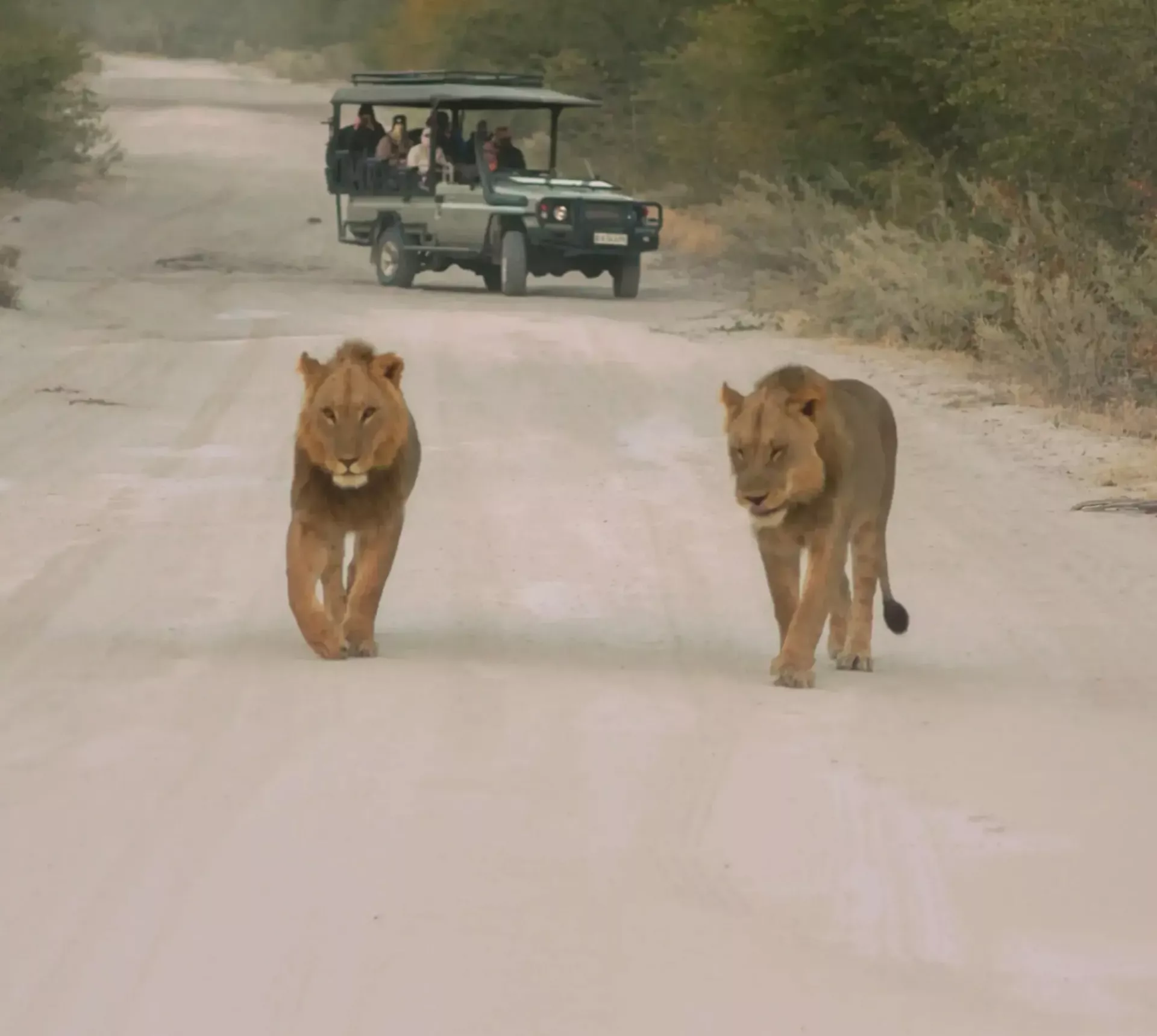 Two lions walking along a safari track as a group watch from an open safari vehicle - Contiki Southern Africa Safari Tour
