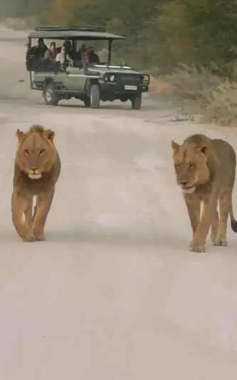 Two lions walking along a safari track as a group watch from an open safari vehicle - Contiki Southern Africa Safari Tour