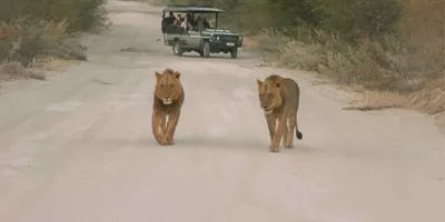 Two lions walking along a safari track as a group watch from an open safari vehicle - Contiki Southern Africa Safari Tour