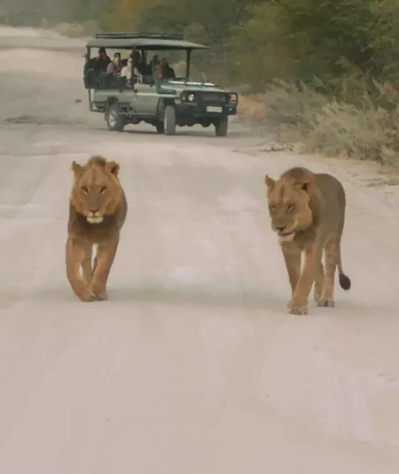 Two lions walking along a safari track as a group watch from an open safari vehicle - Contiki Southern Africa Safari Tour