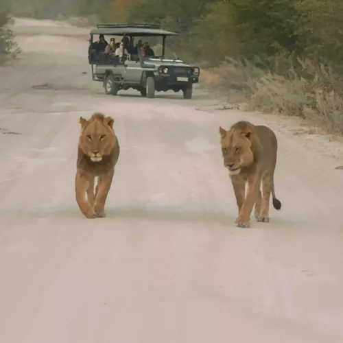 Two lions walking along a safari track as a group watch from an open safari vehicle - Contiki Southern Africa Safari Tour