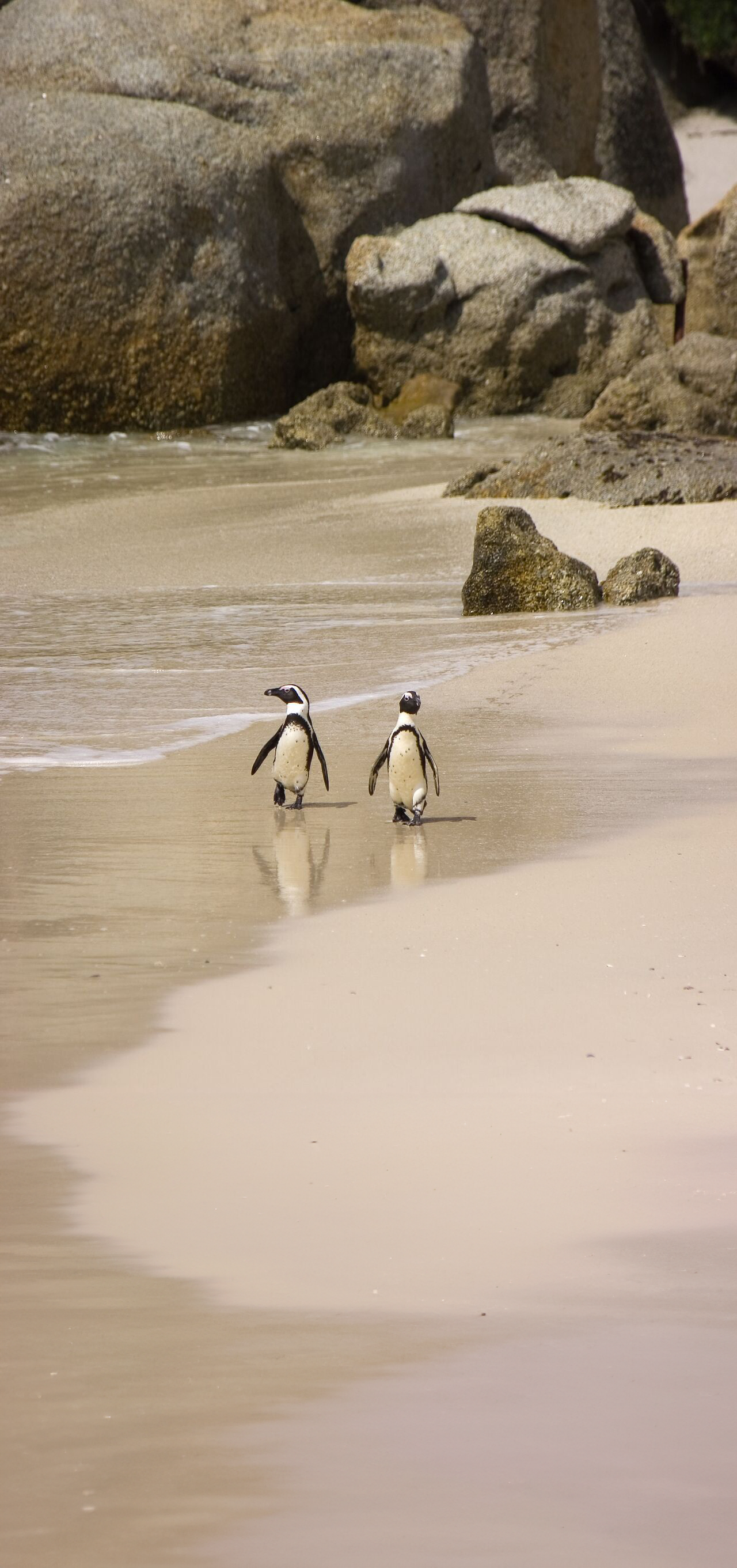 Large Penguins At Boulders Extended
