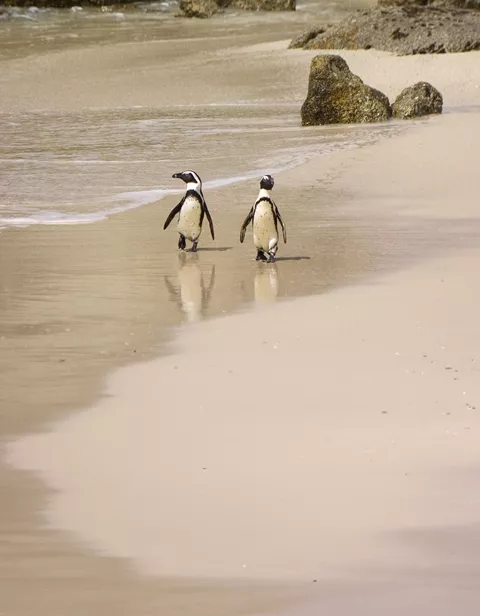 Large Penguins At Boulders Extended
