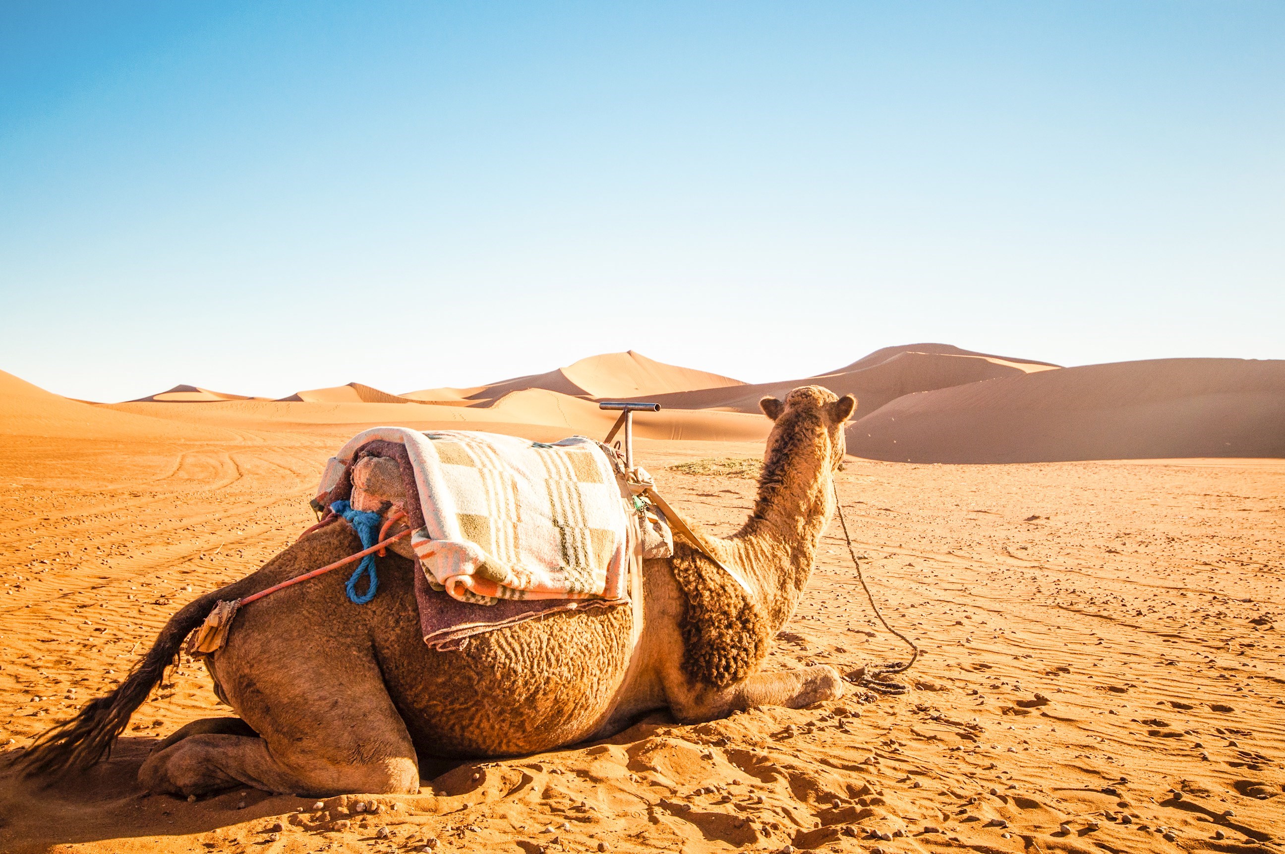 Trek through desert on a camel 