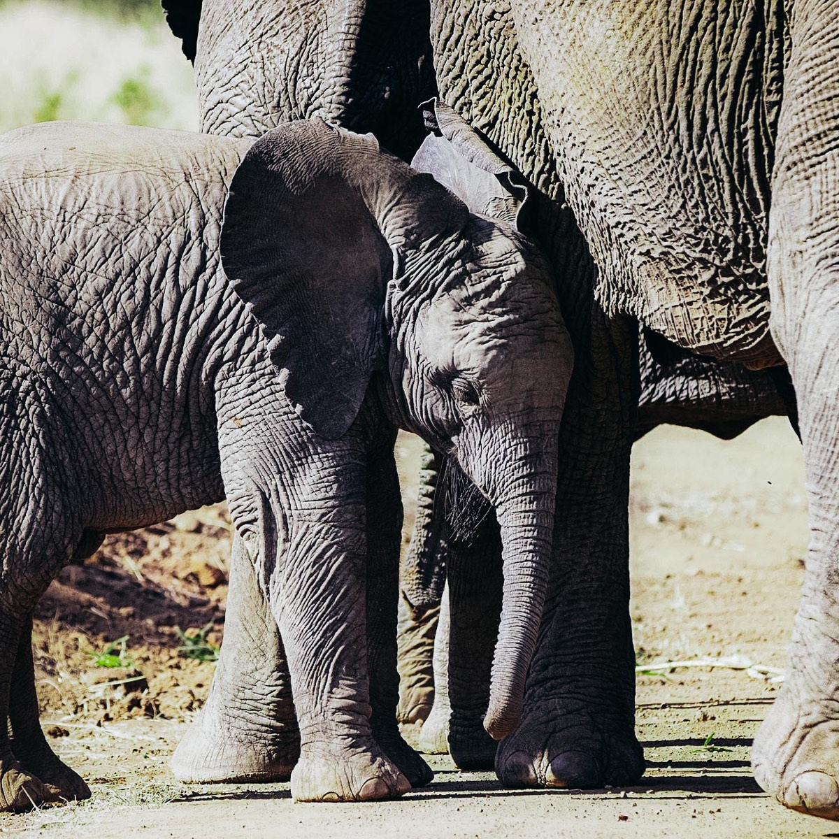 A couple of elephants standing next to each other