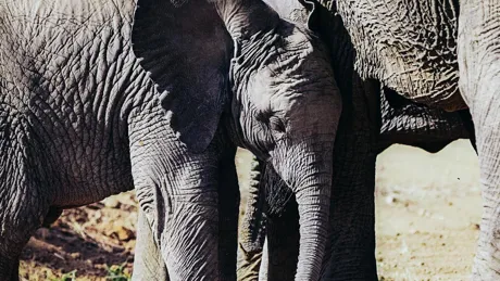 A couple of elephants standing next to each other