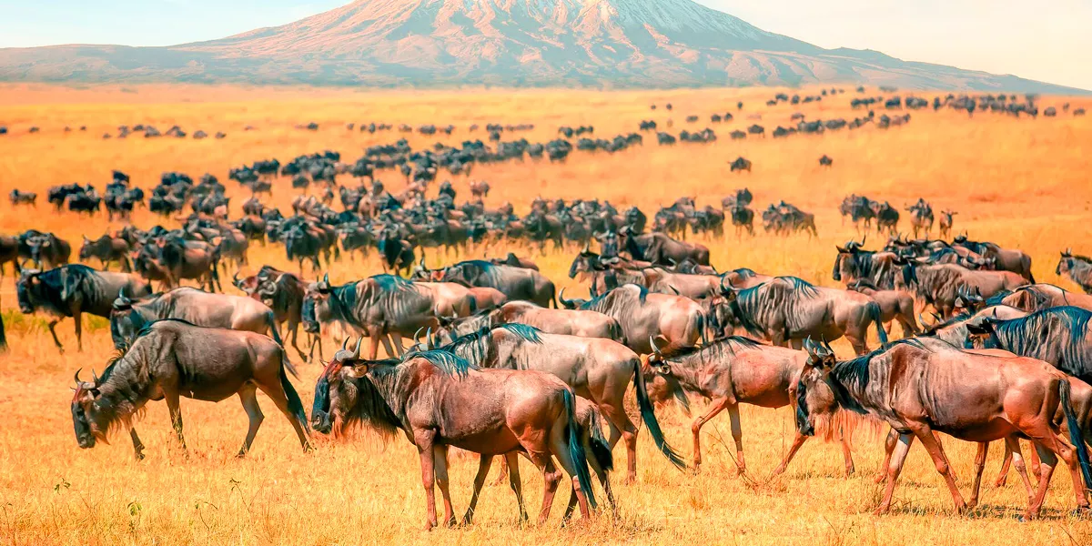 Wildebeest Herd At Wild With Mt Kilimanjaro