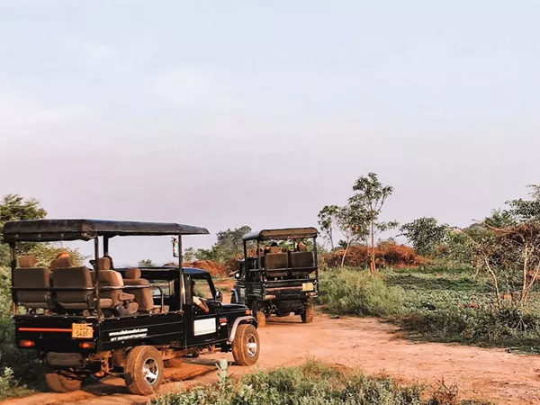 Two Safari Jeeps Driving In A Nature Road Small Trees Around