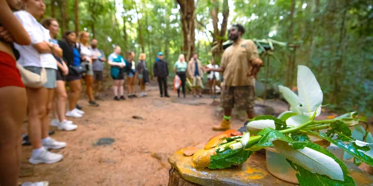 Group Of People Listening To A Tour Guide In Daintree Forest Australia