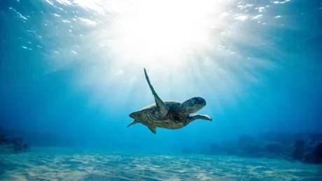 magestic-shot-of-turtle-in-sea.jpg