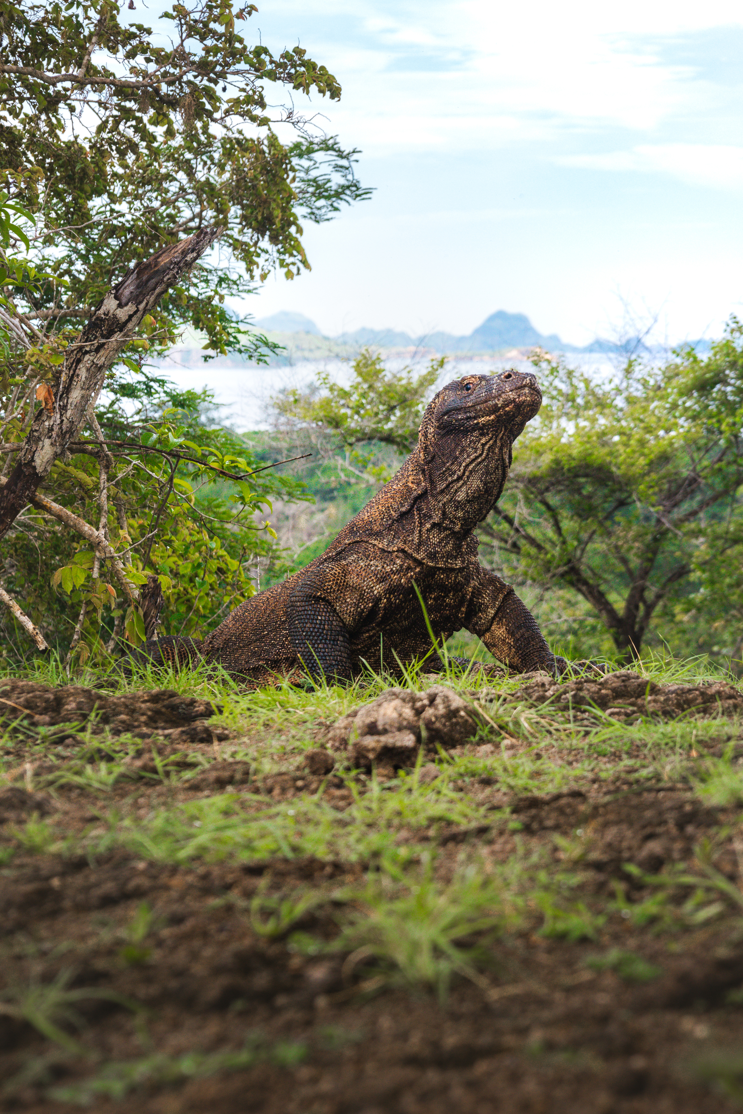 Take a Guided Tour of Komodo Island