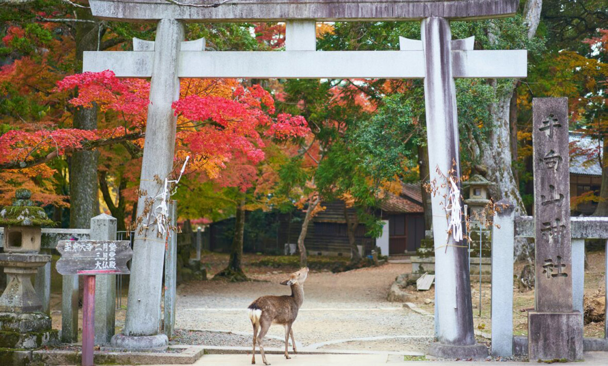 Deer In Japan