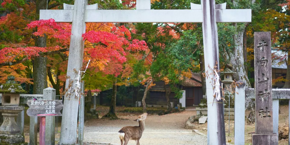 Deer In Japan