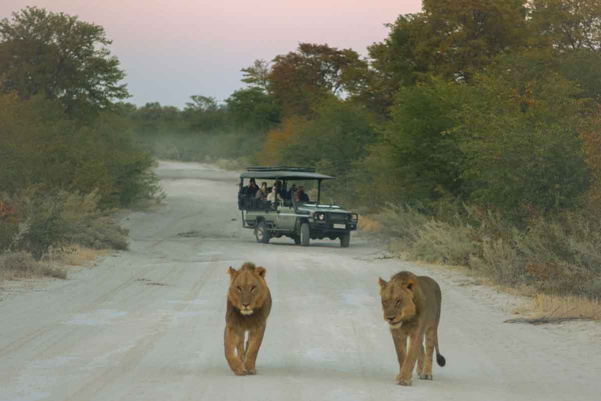 Lions In Botswana