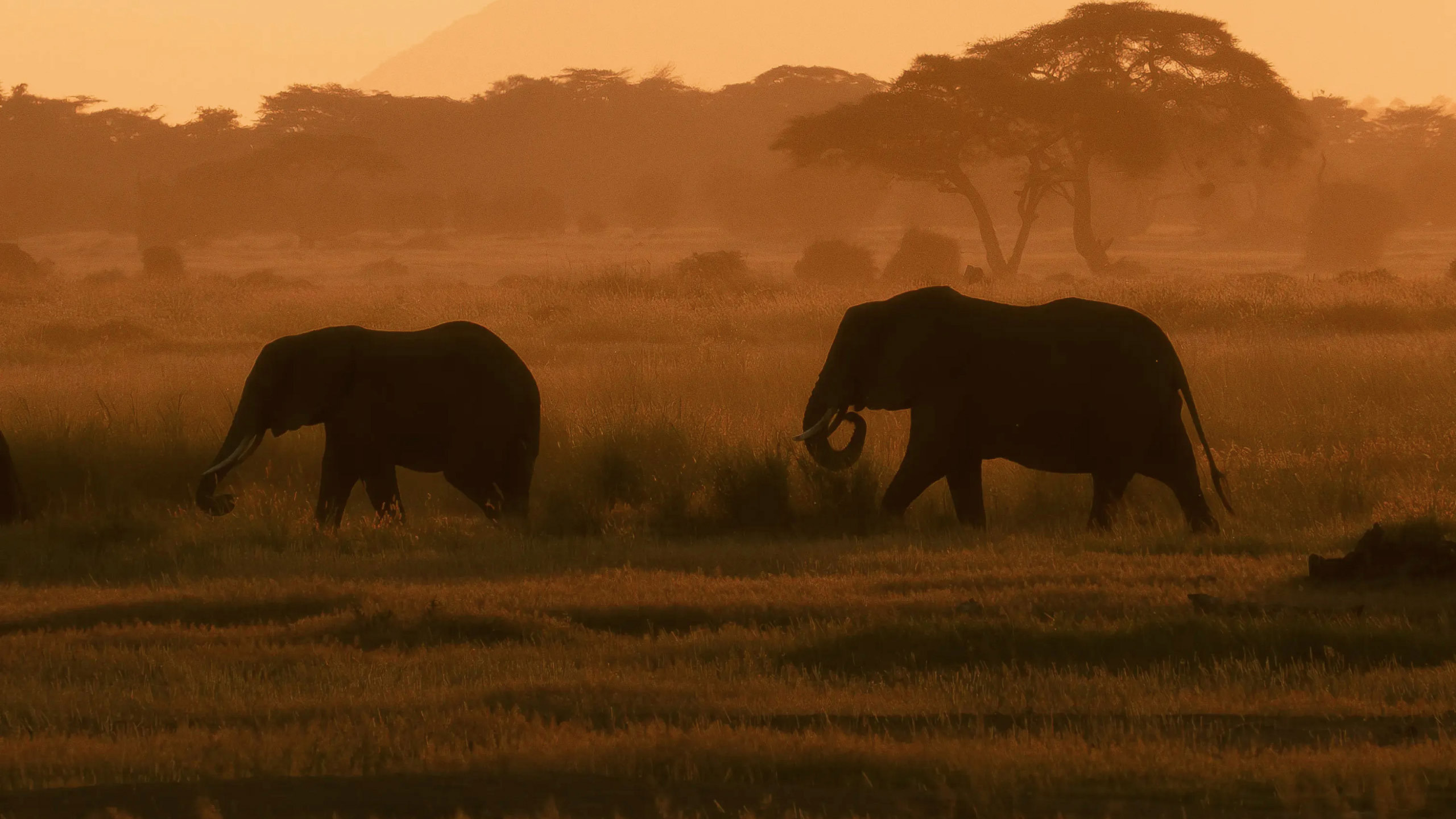 Best of Kenya and Tanzania 35 to 45 Trip