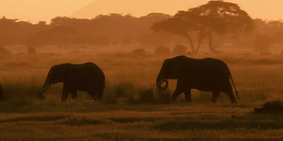 Best of Kenya and Tanzania 35 to 45 Trip