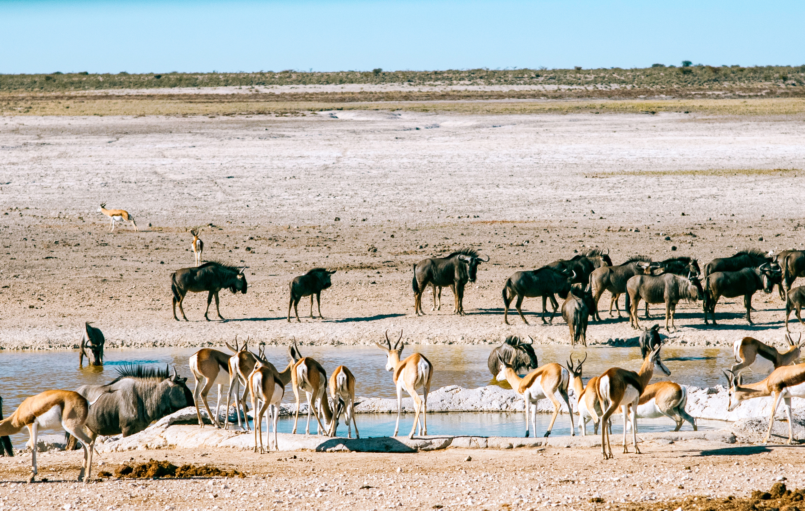 Wildlife at a watering hole in the National Park of Etosha, Namibia
