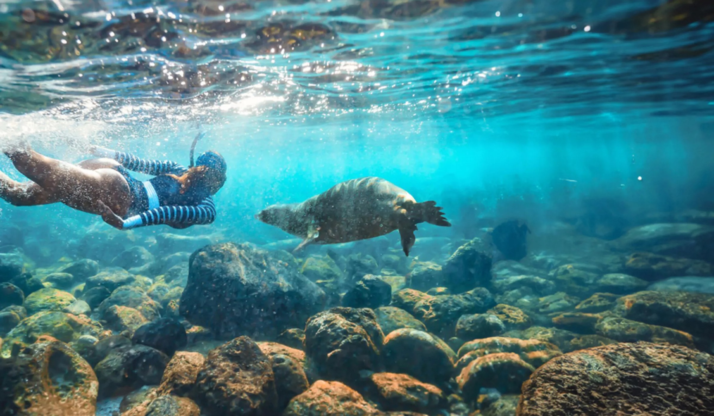 A swimmer is swimming under sea and turtle swimming next her in Ecuador.