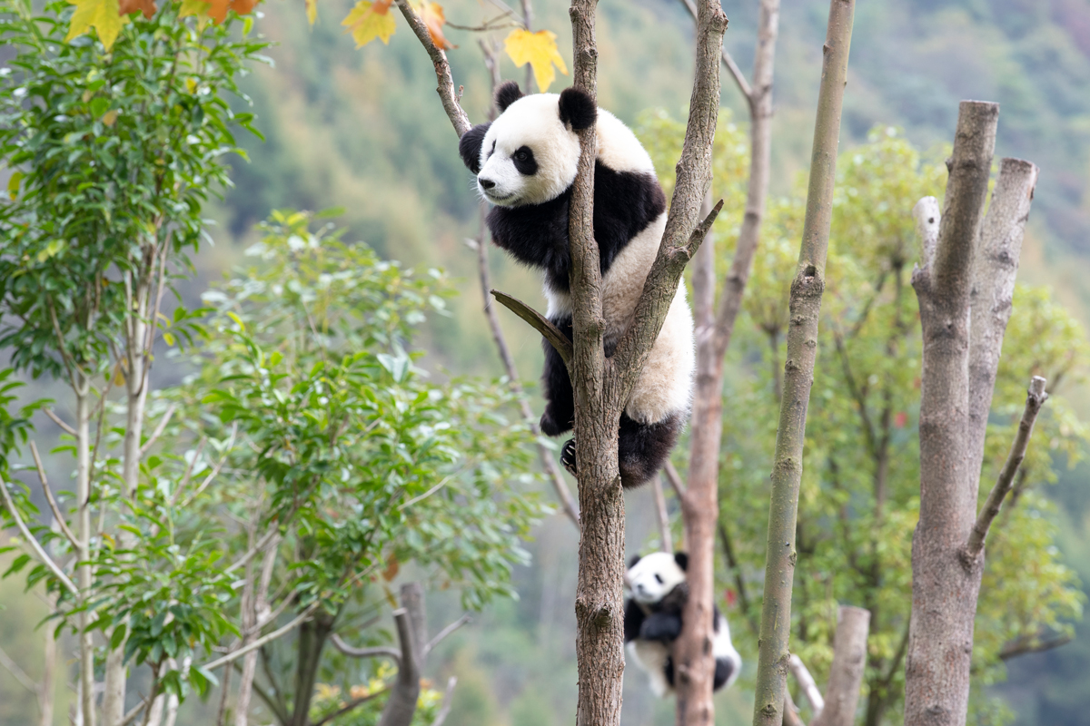 Giant Panda China