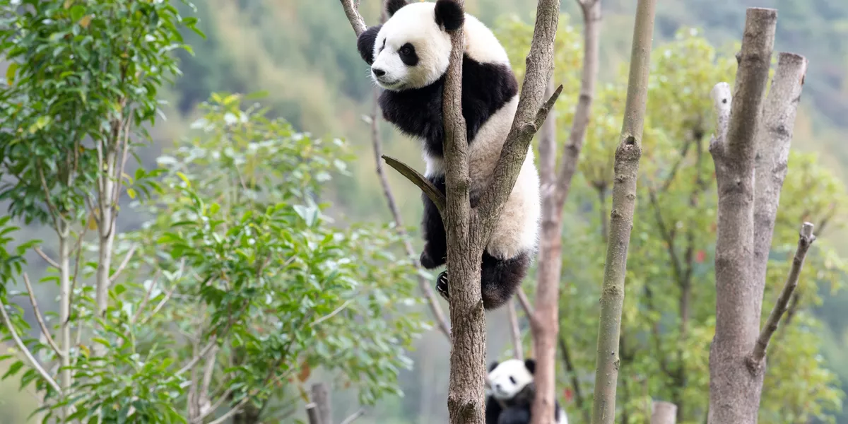 Giant Panda China