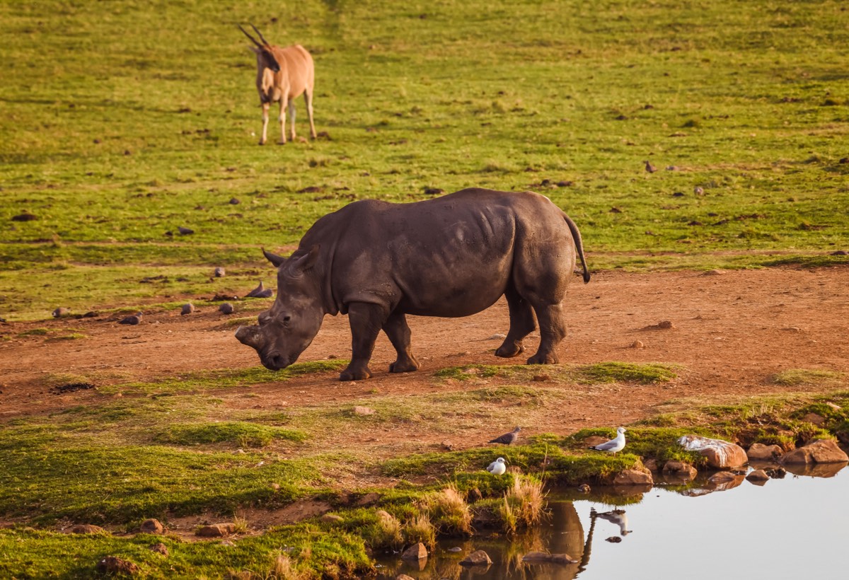 Rhino enjoying it's natural habitat in Africa