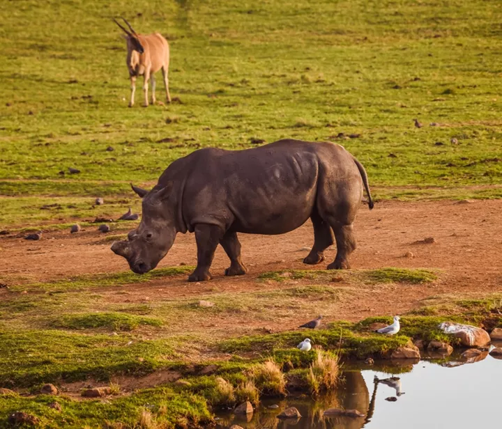 Rhino enjoying it's natural habitat in Africa