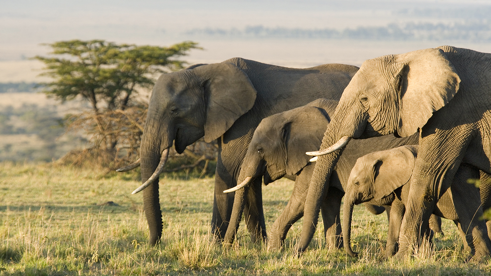 Take a morning Game Drive in the Maasai Mara