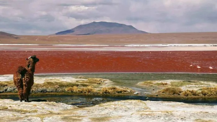 imgi_325_llama-looking-at-landscape-mountains-red-lake-flamingo.jpg
