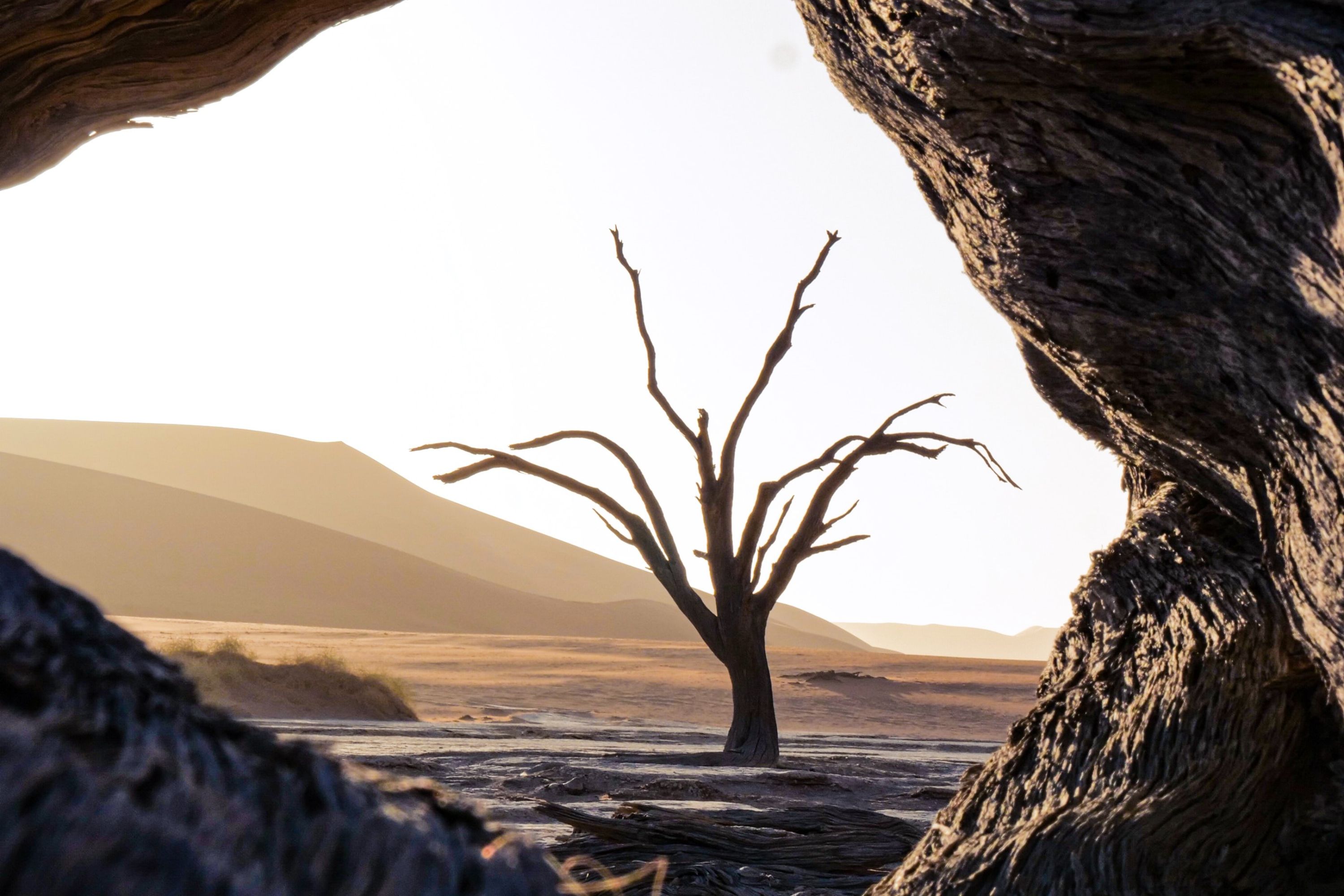 A single skeletal tree silhouetted against a light sky in the desert in Namibia.