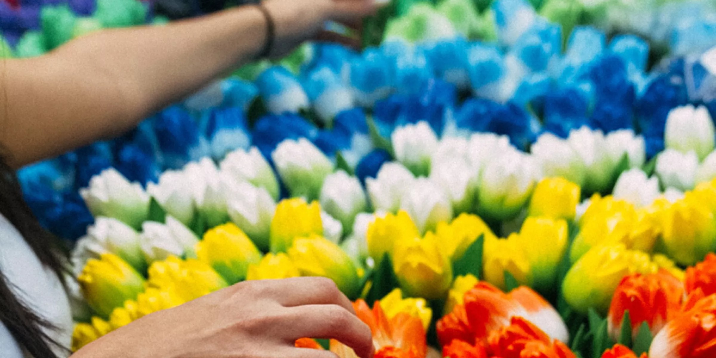 Hands collecting tulips different colours.