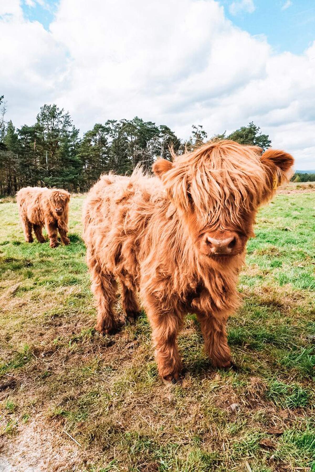 Two animal standing on grass, and trees at the back in Scotland.