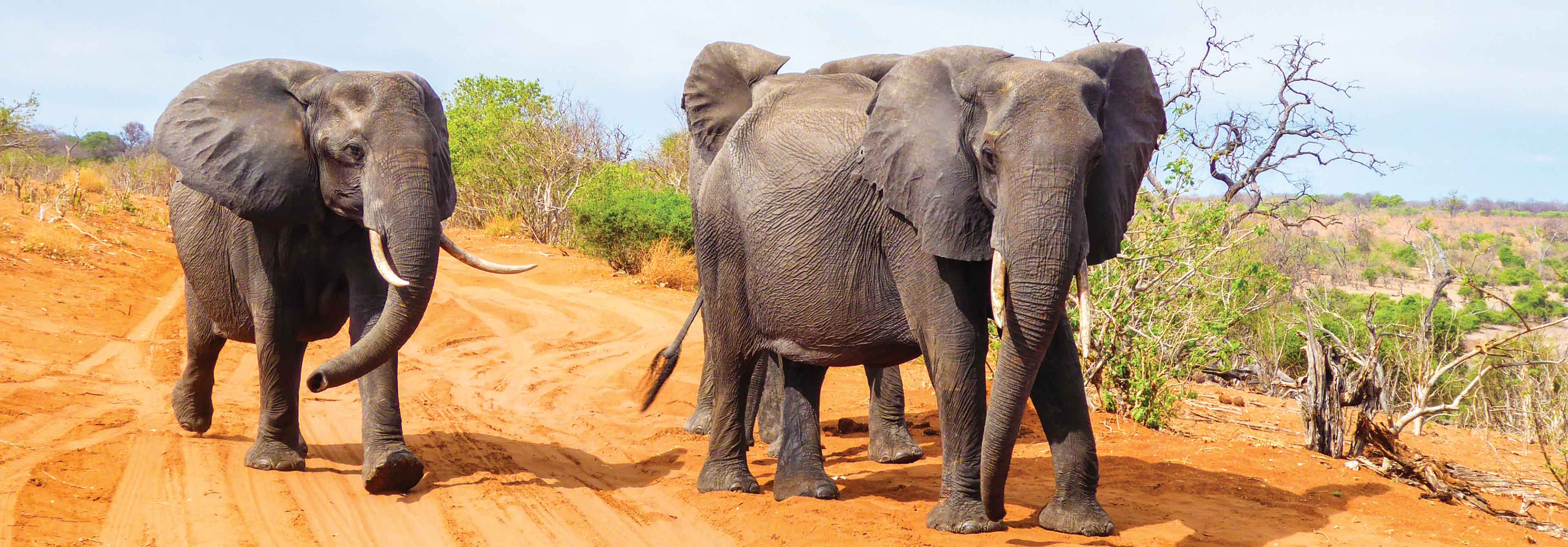 Elephants In The Wild Africa