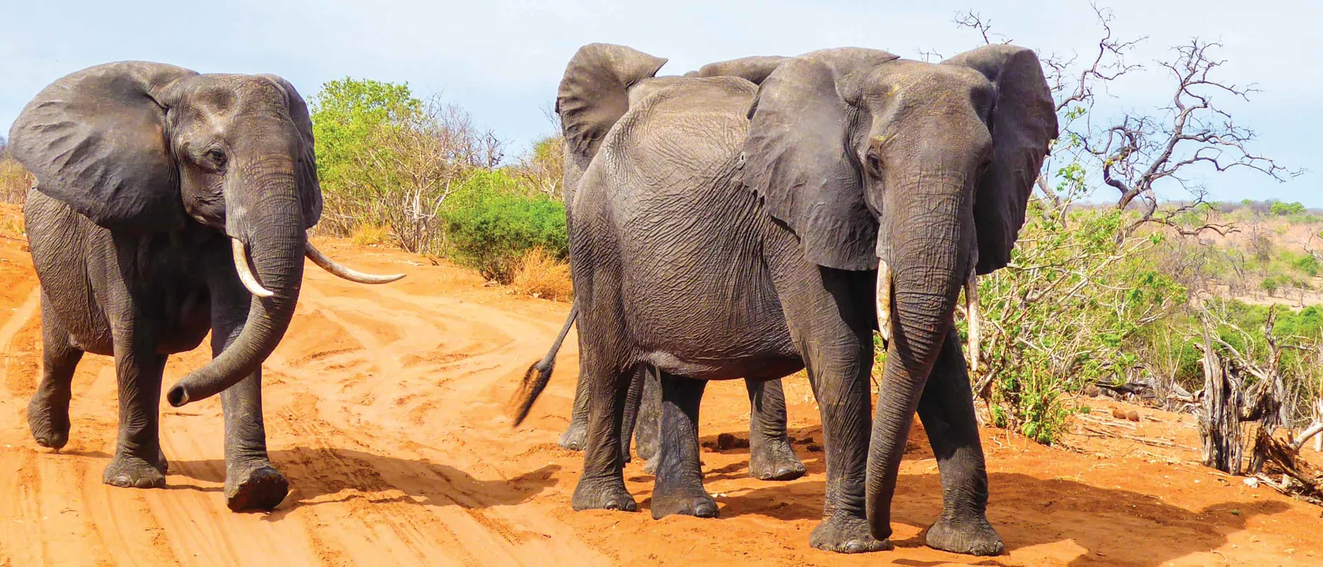 Elephants In The Wild Africa
