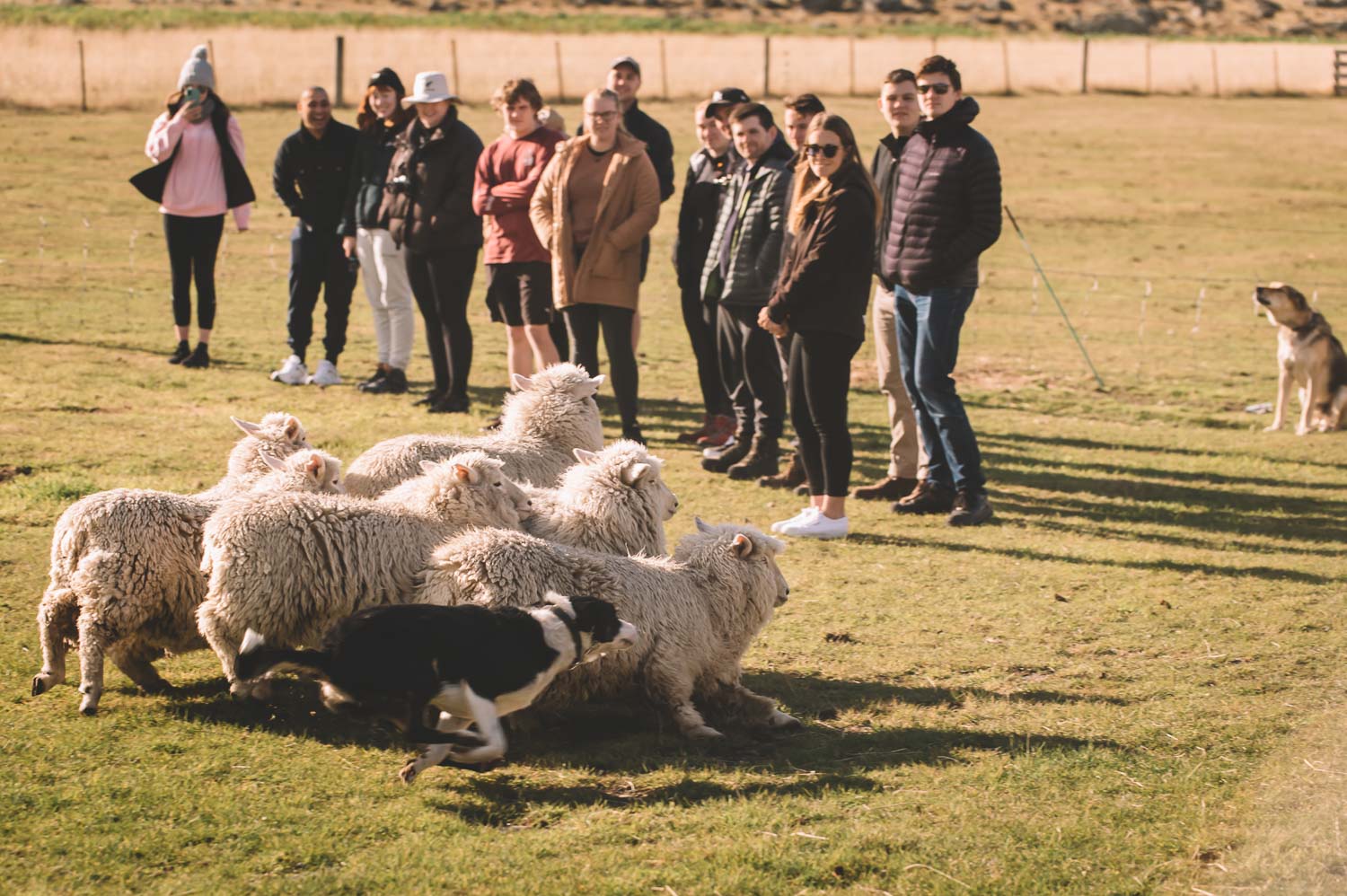 A group of people standing around a herd of sheep
