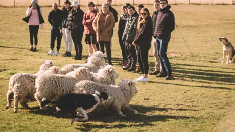 A group of people standing around a herd of sheep