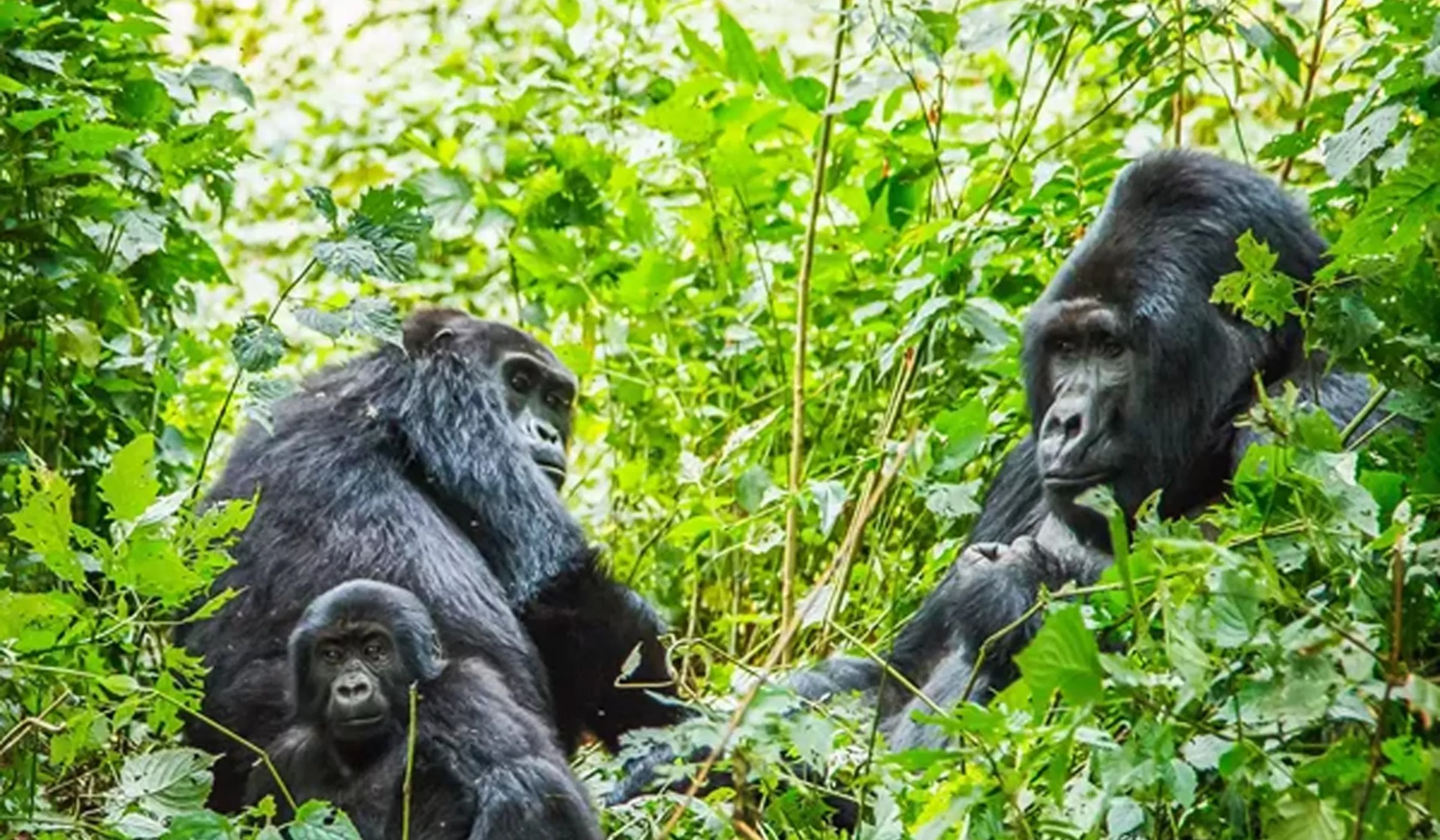 Gorillas Family Nature Around Them