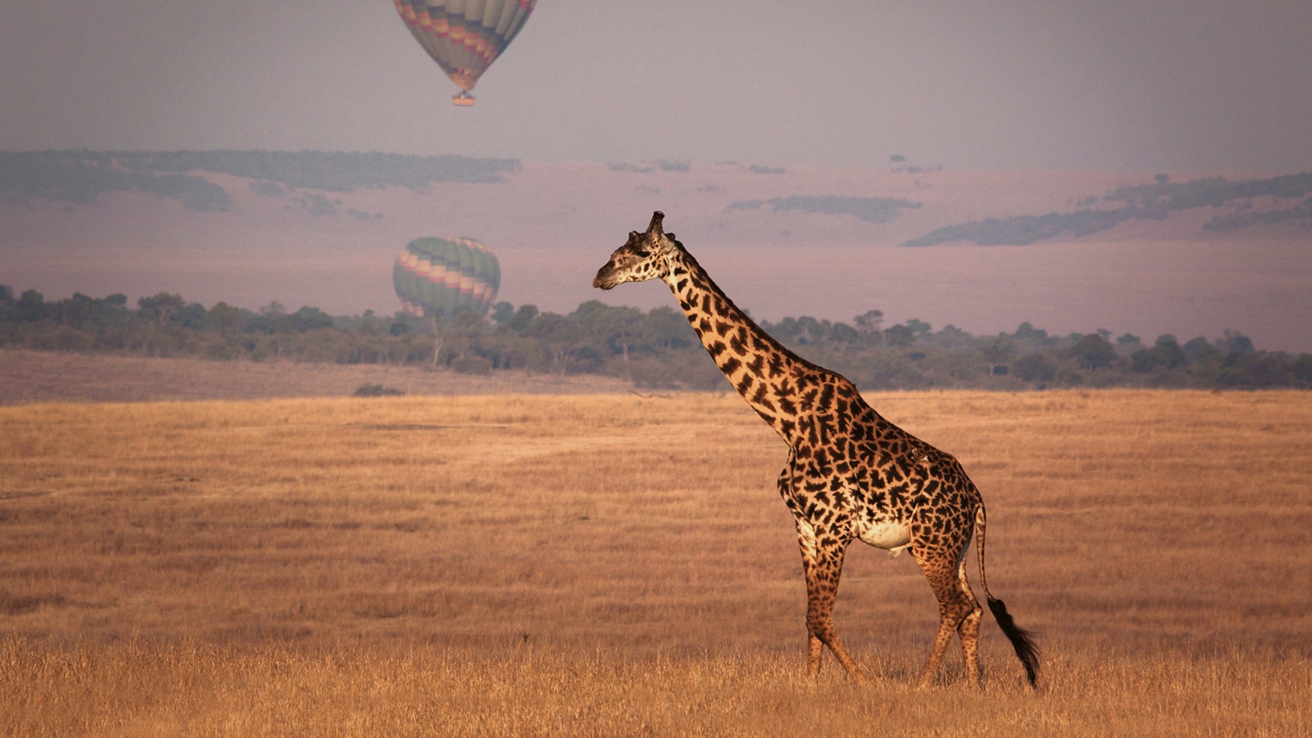 A giraffe walks across the golden savannah as hot air balloons float in the distance over Kenya.