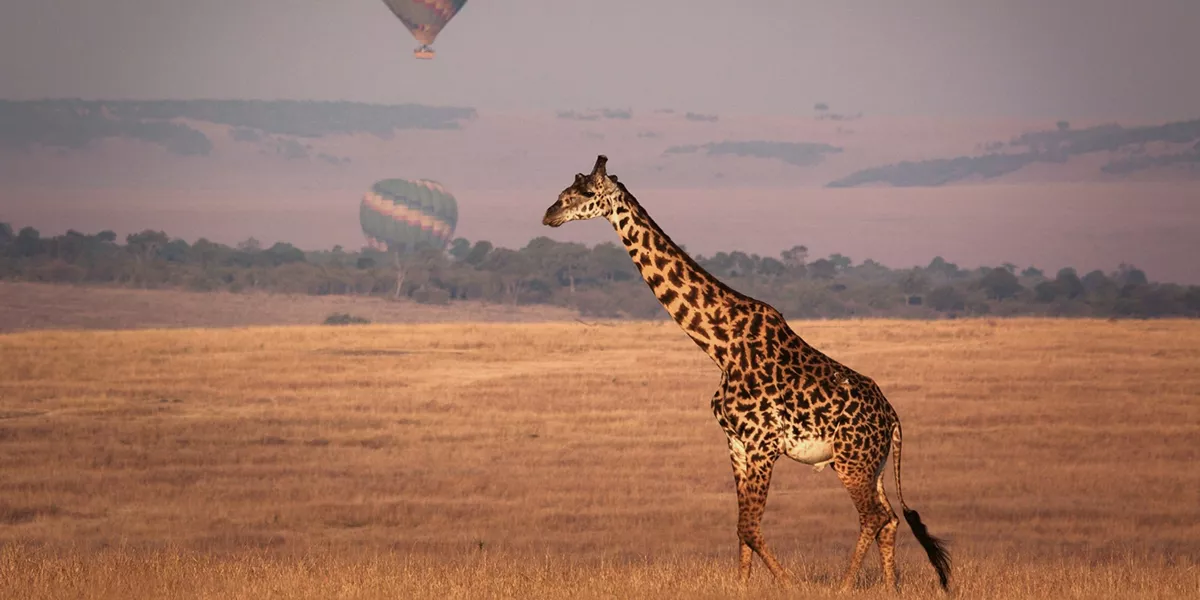 A giraffe walks across the golden savannah as hot air balloons float in the distance over Kenya.