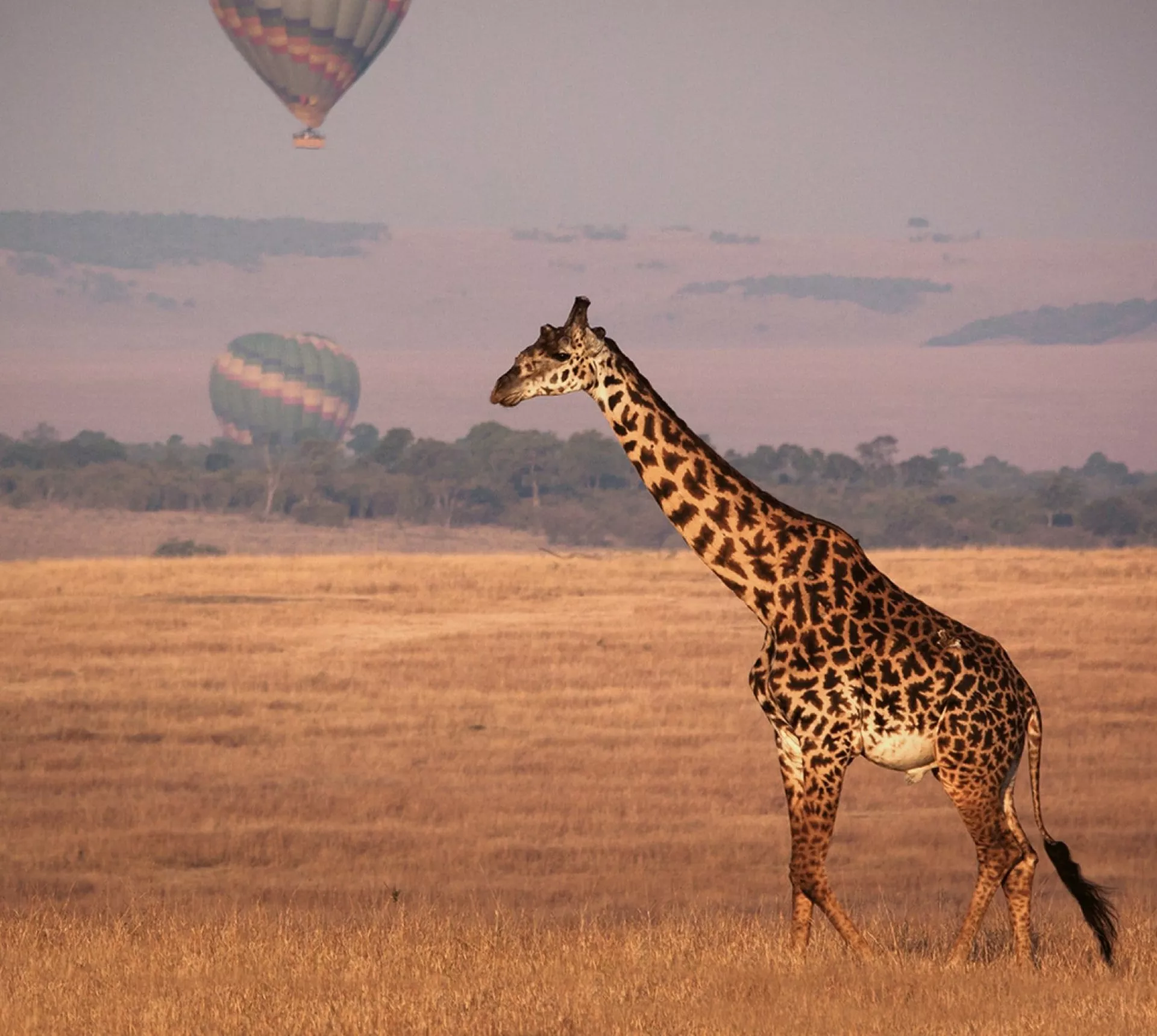 A giraffe walks across the golden savannah as hot air balloons float in the distance over Kenya.