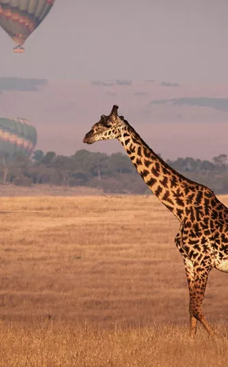 A giraffe walks across the golden savannah as hot air balloons float in the distance over Kenya.