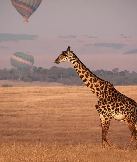 A giraffe walks across the golden savannah as hot air balloons float in the distance over Kenya.