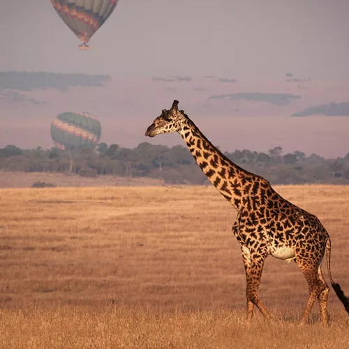 A giraffe walks across the golden savannah as hot air balloons float in the distance over Kenya.