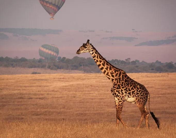 A giraffe walks across the golden savannah as hot air balloons float in the distance over Kenya.