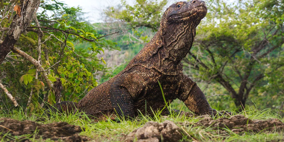 Komodo Indonesia