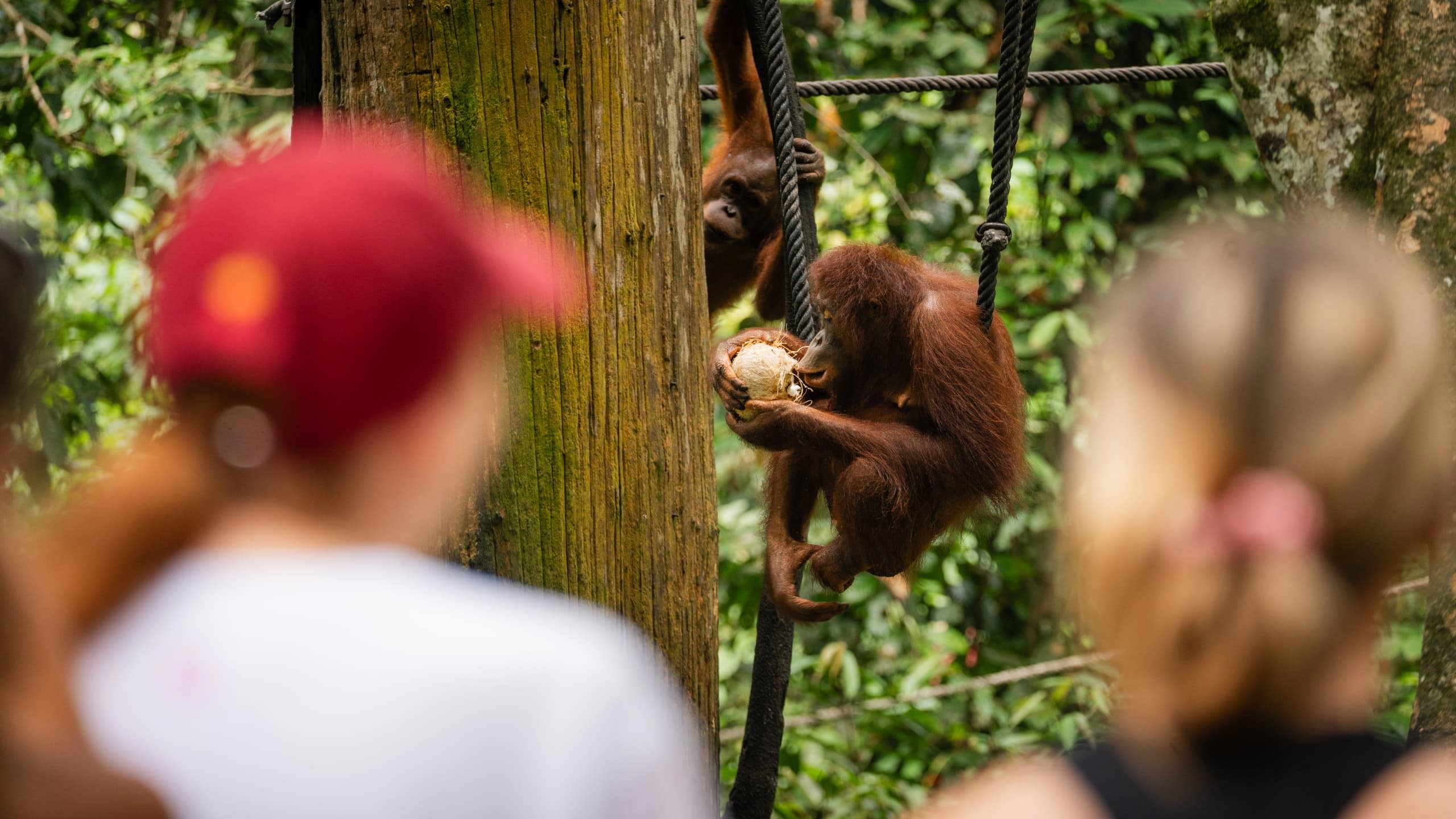 Contiki travellers watching a wild Bornean orangutan clinging to ropes and eating a coconut in the rainforest at a wildlife rehabilitation centre in Borneo - Contiki Borneo Tour