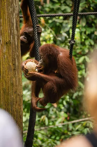 Contiki travellers watching a wild Bornean orangutan clinging to ropes and eating a coconut in the rainforest at a wildlife rehabilitation centre in Borneo - Contiki Borneo Tour