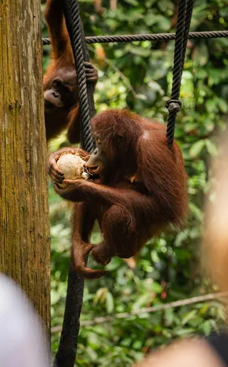 Contiki travellers watching a wild Bornean orangutan clinging to ropes and eating a coconut in the rainforest at a wildlife rehabilitation centre in Borneo - Contiki Borneo Tour