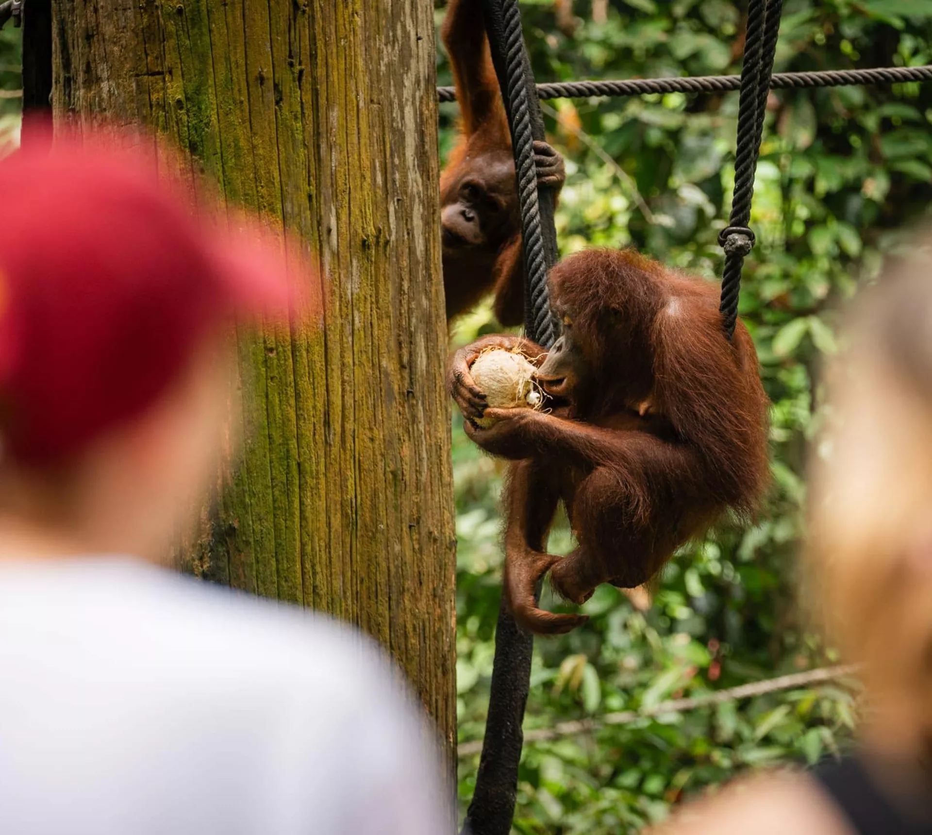 Contiki travellers watching a wild Bornean orangutan clinging to ropes and eating a coconut in the rainforest at a wildlife rehabilitation centre in Borneo - Contiki Borneo Tour